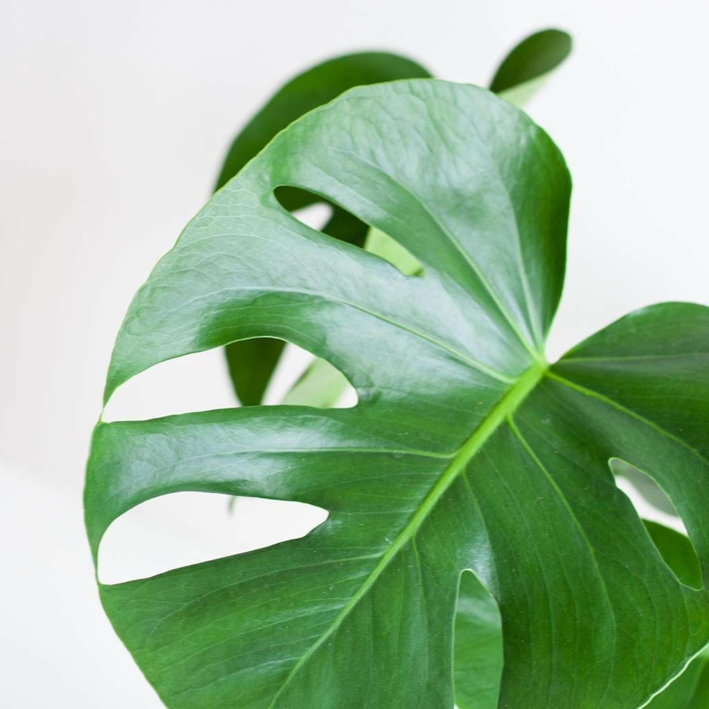 Monstera Deliciosa in Lissabon Mand Zwart - ↕50cm - Ø17 - Sierplantenshop