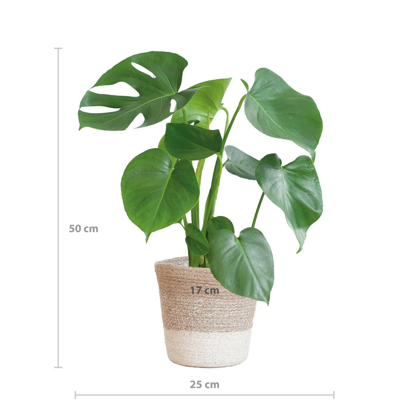 Monstera Deliciosa met Lissabon mand wit - ↕50cm - Ø17 - Sierplantenshop