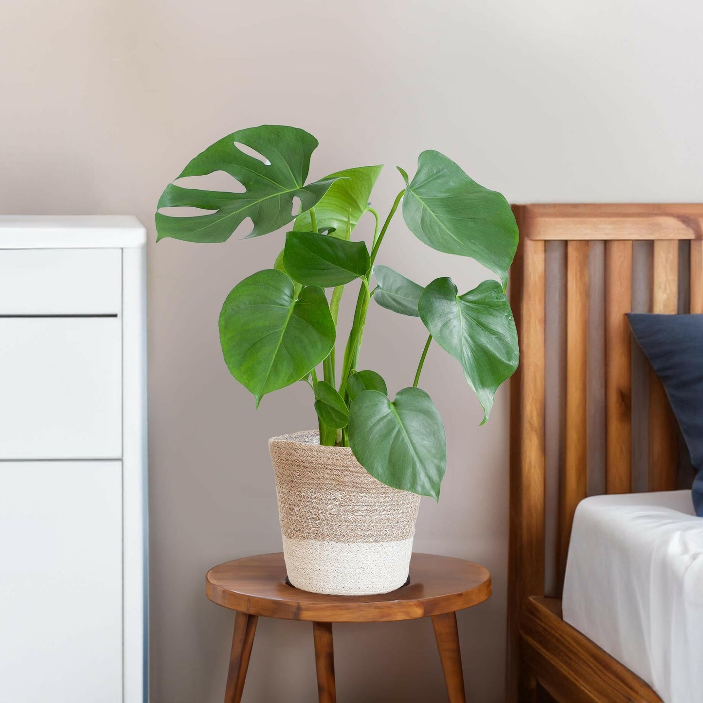 Monstera Deliciosa met Lissabon mand wit - ↕50cm - Ø17 - Sierplantenshop