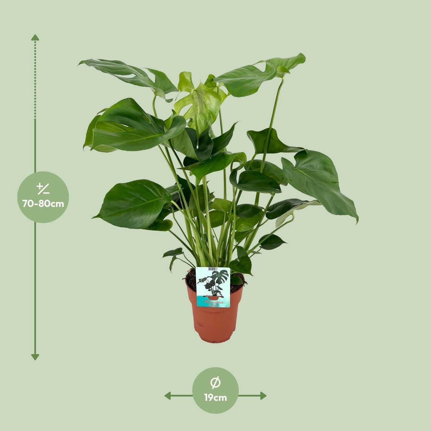 Monstera Deliciosa - Tropische Gatenplant - ↕80cm - Ø19 - Sierplantenshop