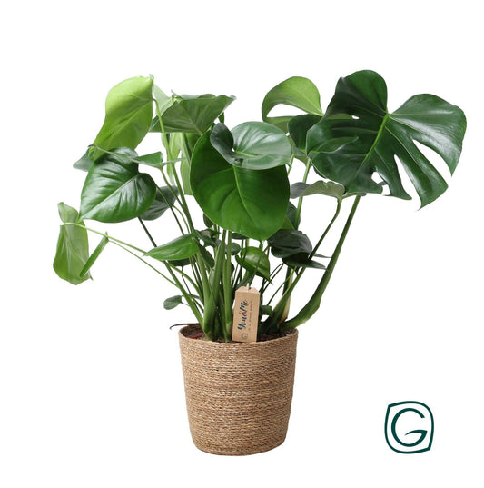 Monstera in natuurlijk geweven mand - ↕60cm - Ø21 - Sierplantenshop