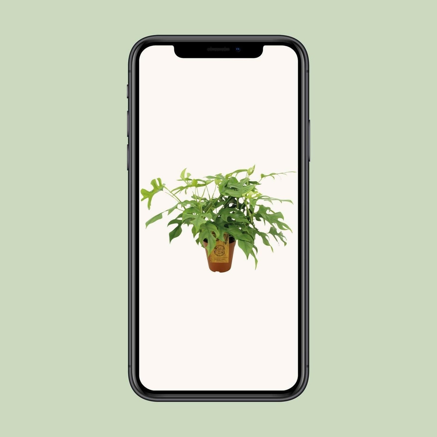Monstera Minima Kamerplant - ↨25cm - Ø14 - Sierplantenshop