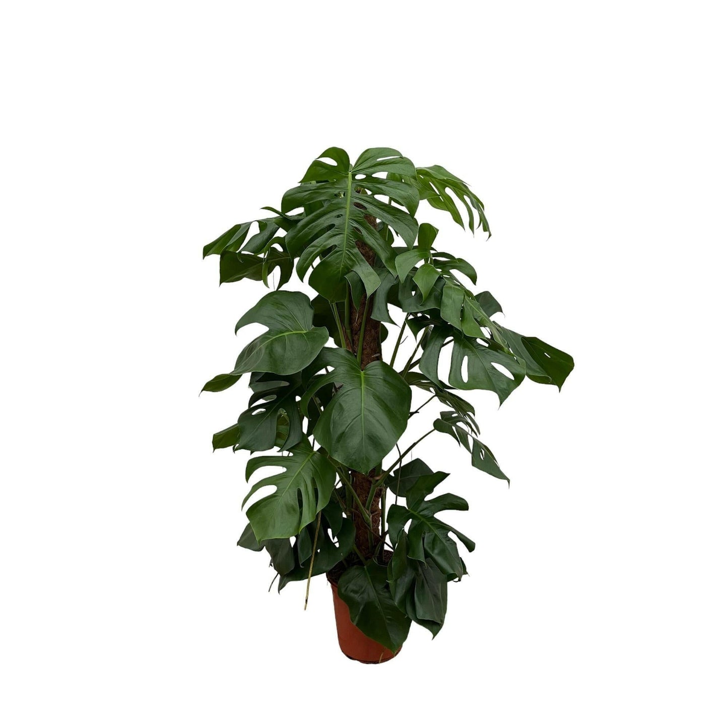 Monstera Pertusum - Prachtige Gatenplant ↕120cm - Ø24 - Sierplantenshop