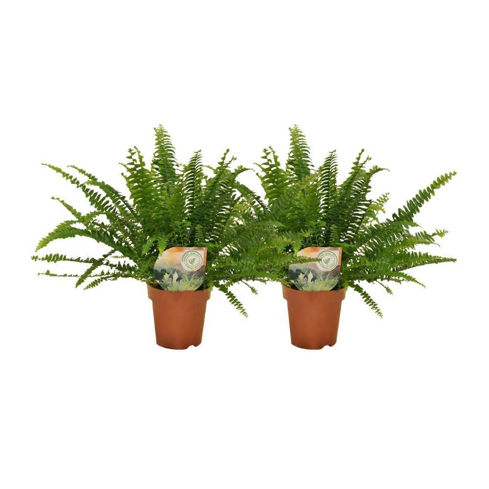 Nephrolepis Green Lady ↕30cm - Ø12 - Sierplantenshop
