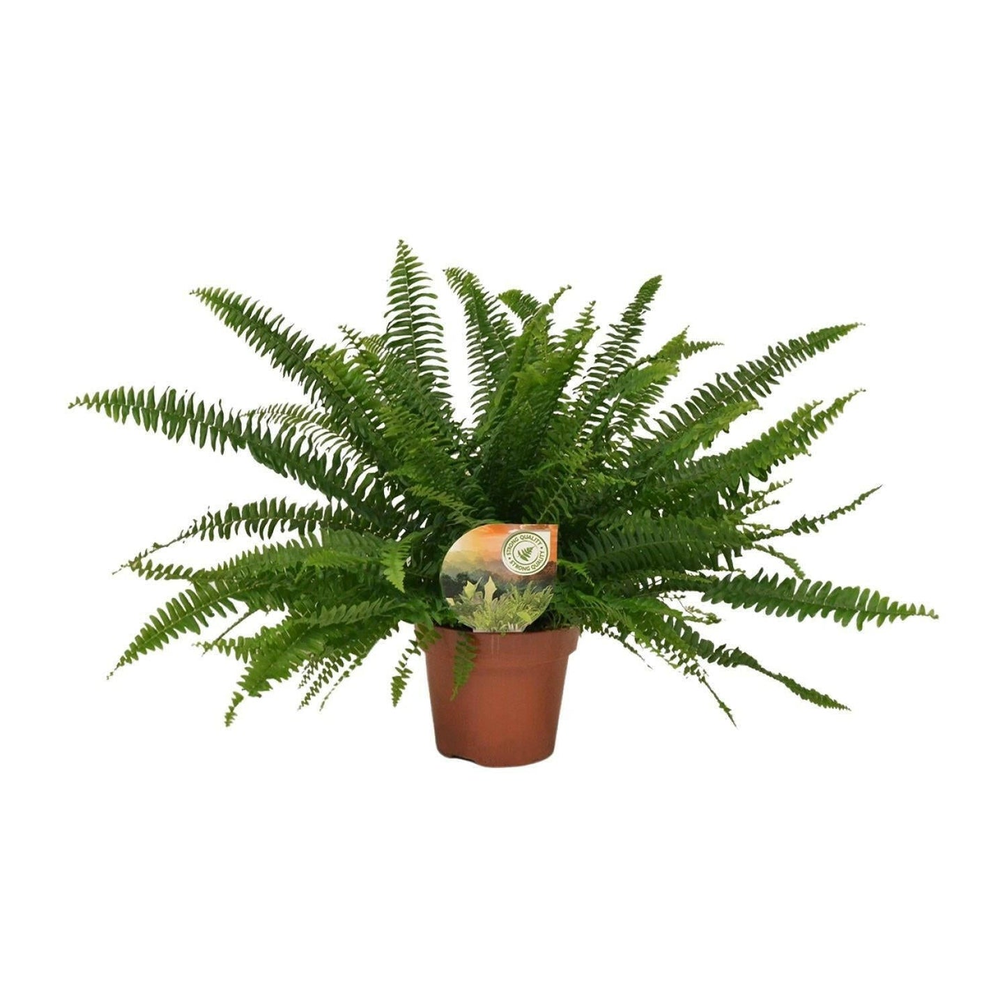 Nephrolepis Green Lady Varen ↕40cm - Ø17 - Sierplantenshop