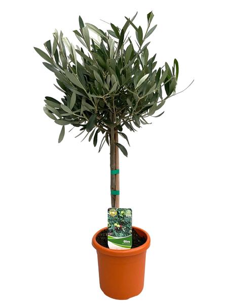 Olea Europaea "op Stam" - Ø15cm - ↕60cm - Sierplantenshop