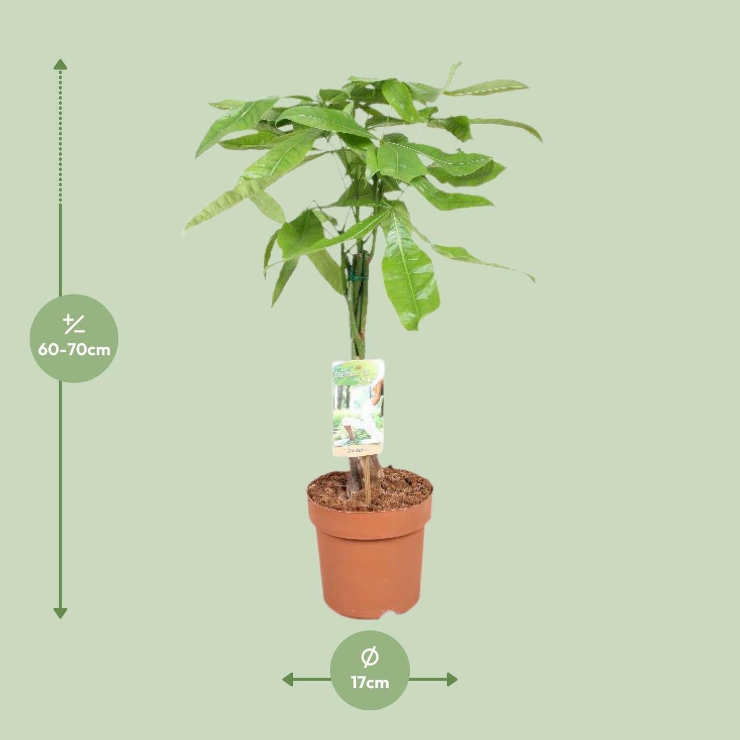 Pachira Aquatica - Geldboom - ↕60cm - Ø17 - Sierplantenshop