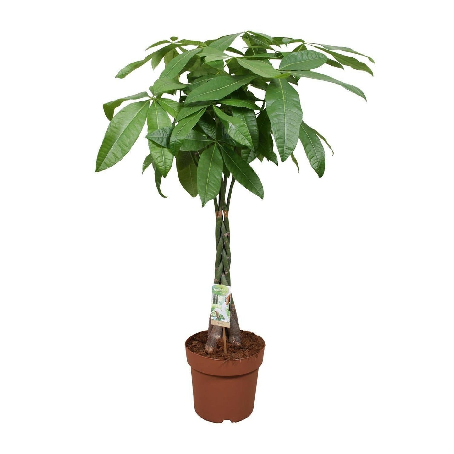 Pachira Aquatica - Gelukskamerplant↕120cm - Ø24 - Sierplantenshop