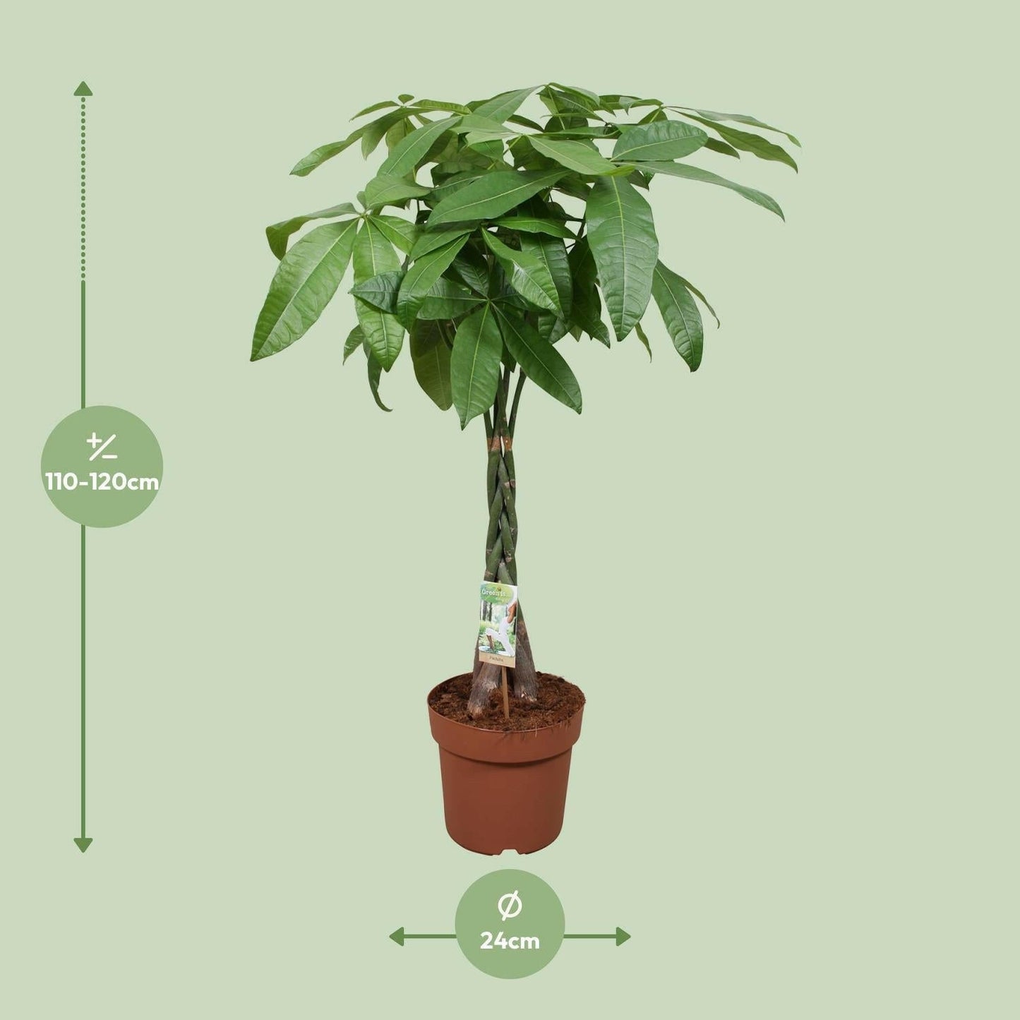 Pachira Aquatica - Gelukskamerplant↕120cm - Ø24 - Sierplantenshop