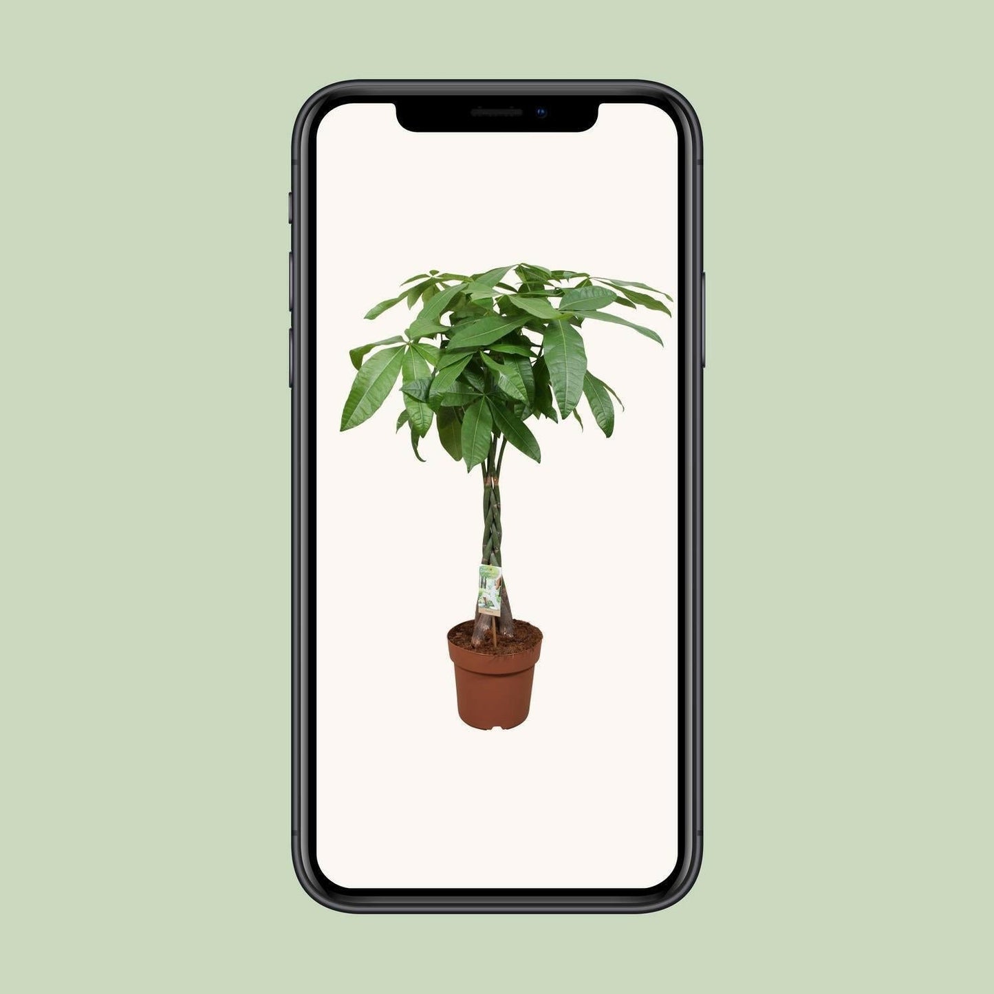 Pachira Aquatica - Gelukskamerplant↕120cm - Ø24 - Sierplantenshop