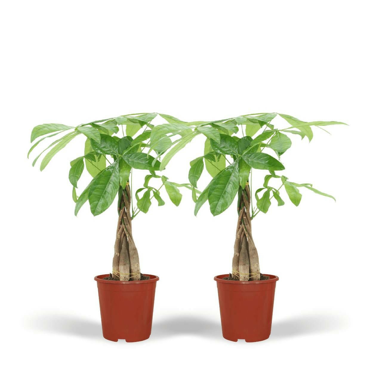 Pachira Aquatica - Geluksplant - Geldboom 2 stuks - ↕50cm - Ø14 - Sierplantenshop