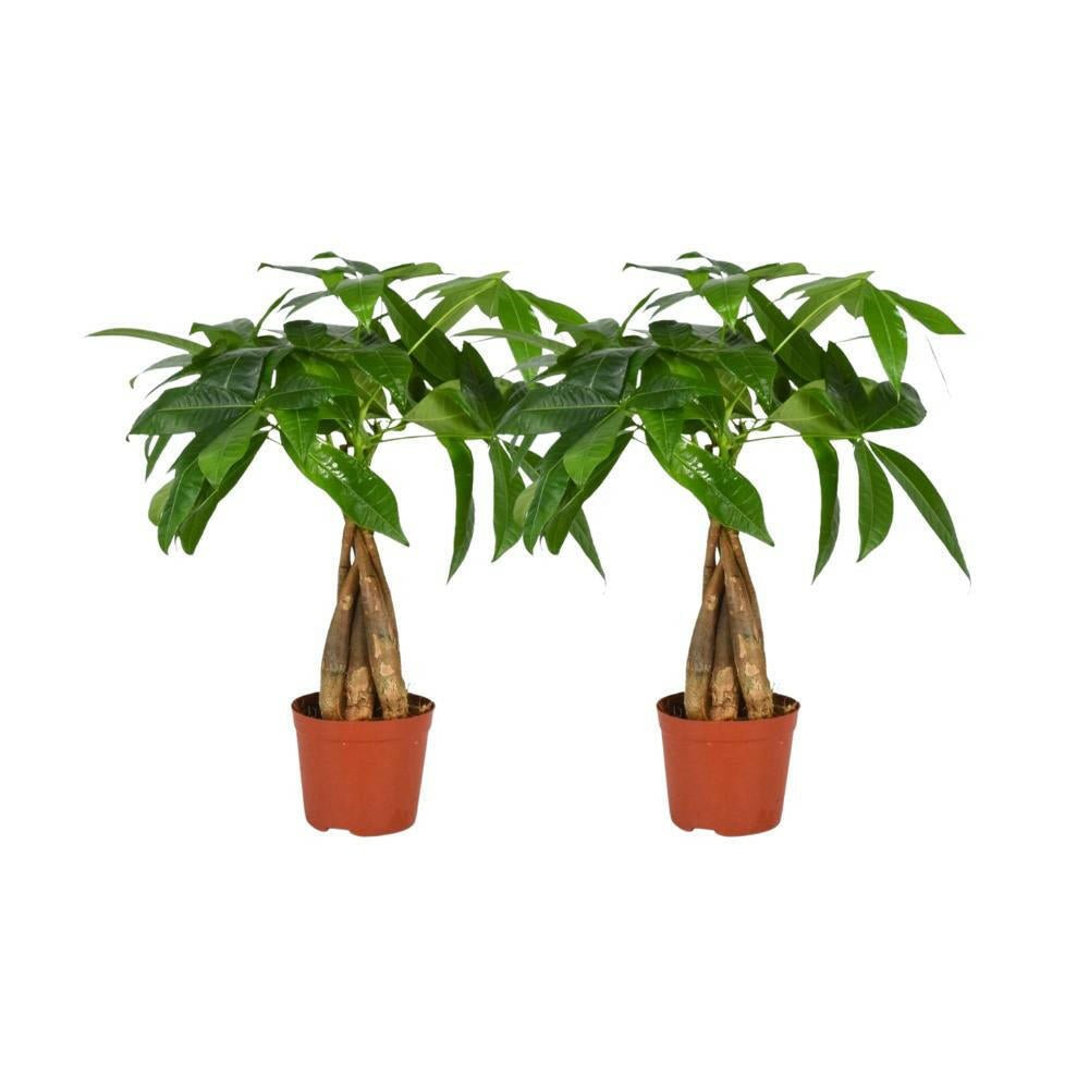 Pachira Aquatica Set van 2 ↕35cm - Ø12 - Sierplantenshop