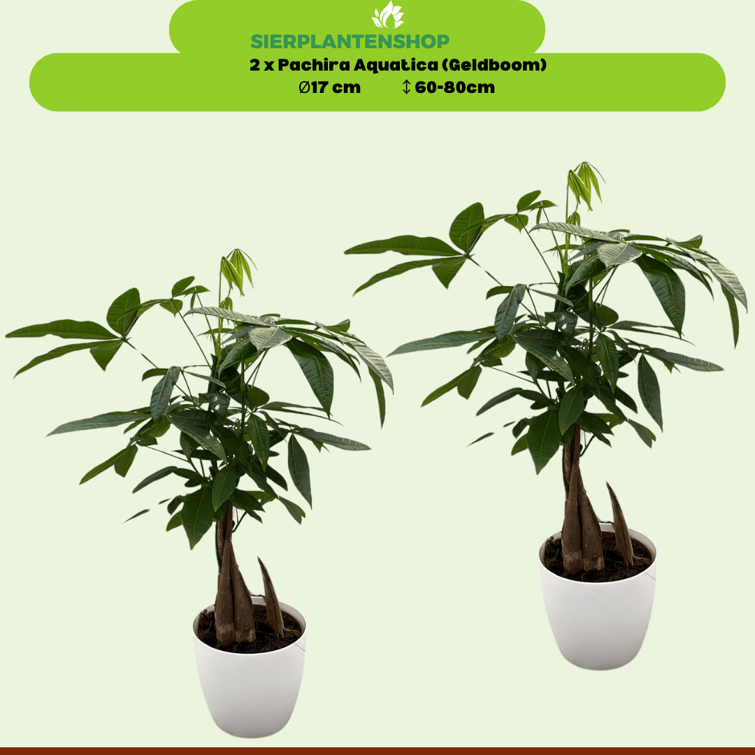 Pachira Duo met witte sierpotten ↕65cm - Ø12 - Sierplantenshop