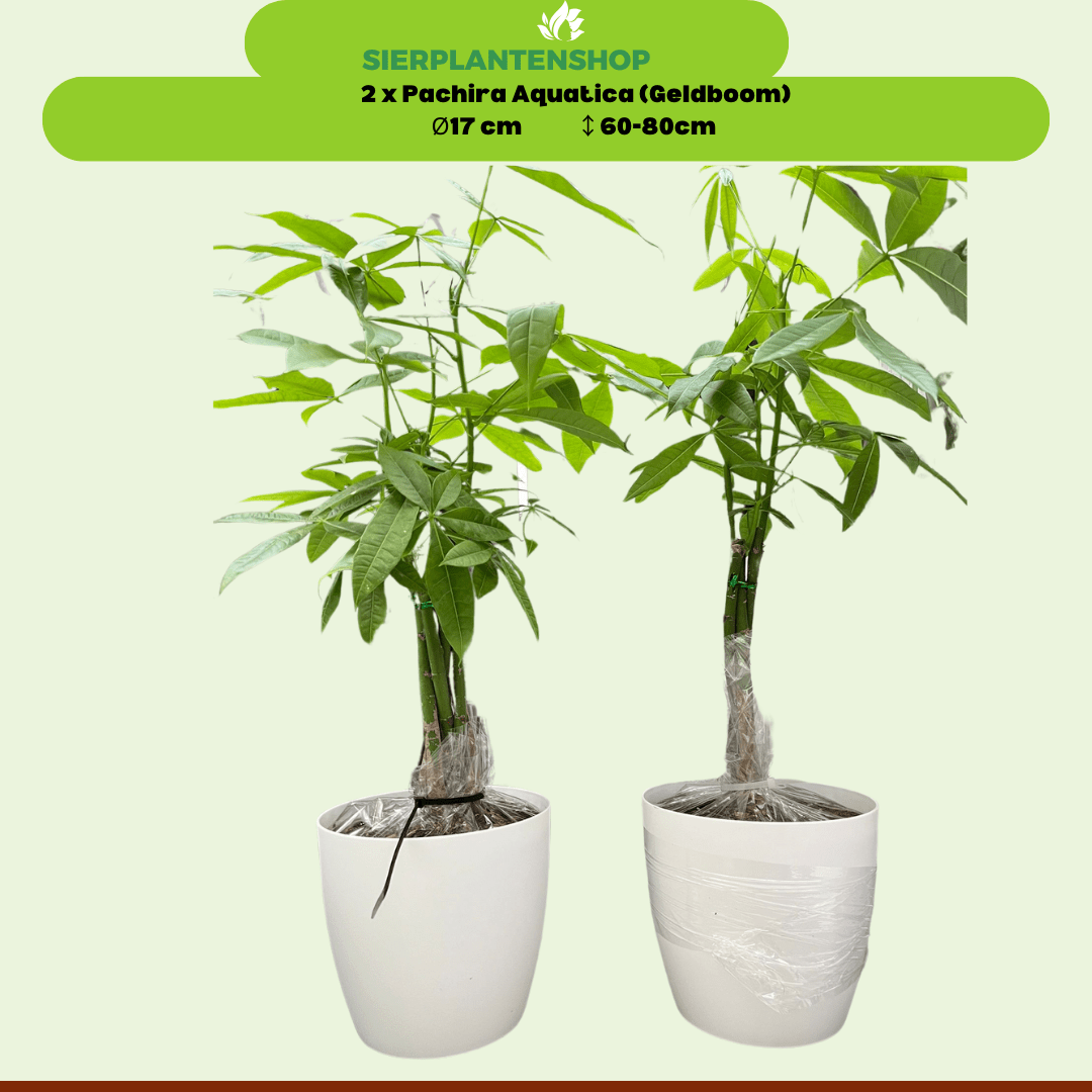 Pachira Duo met witte sierpotten ↕65cm - Ø12 - Sierplantenshop