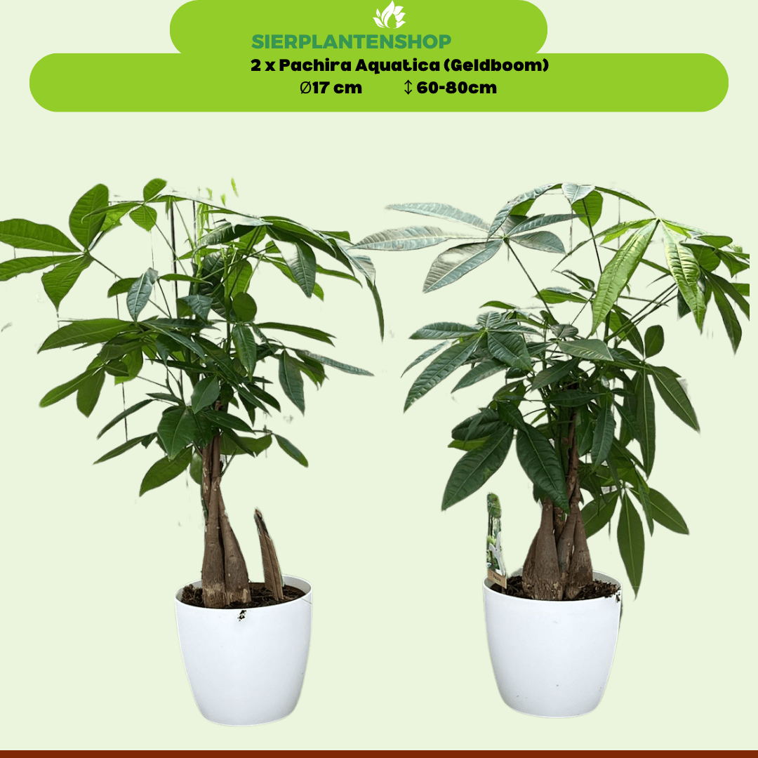 Pachira Duo met witte sierpotten ↕65cm - Ø12 - Sierplantenshop