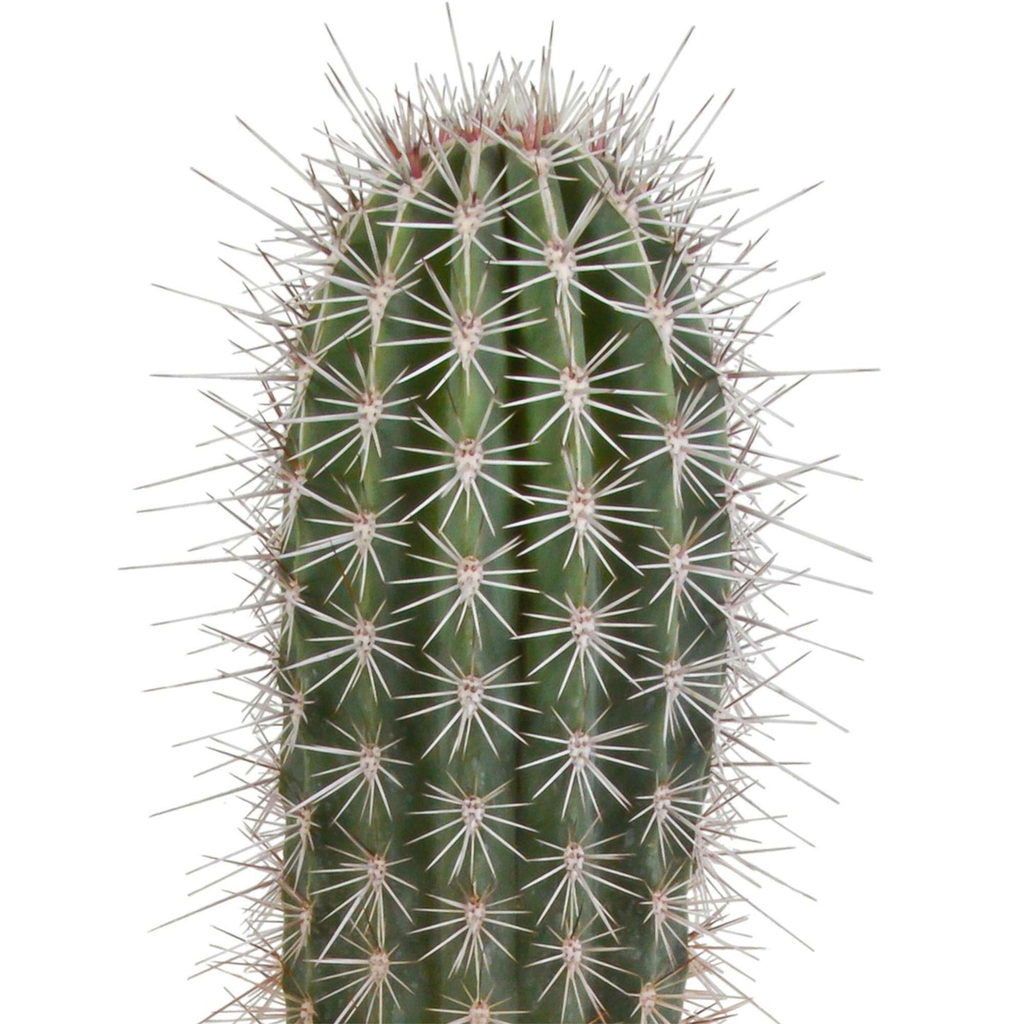 Pachycereus pringlei Elefantenpootcactus - ↕35cm - Ø9 - Sierplantenshop