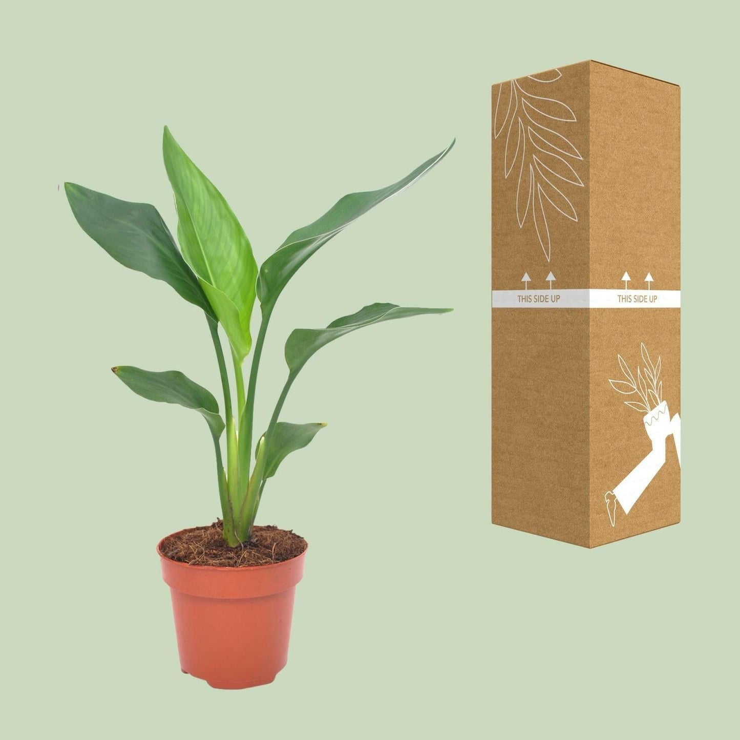 Paradijsvogelbloem ↕40cm - Ø12 - Sierplantenshop