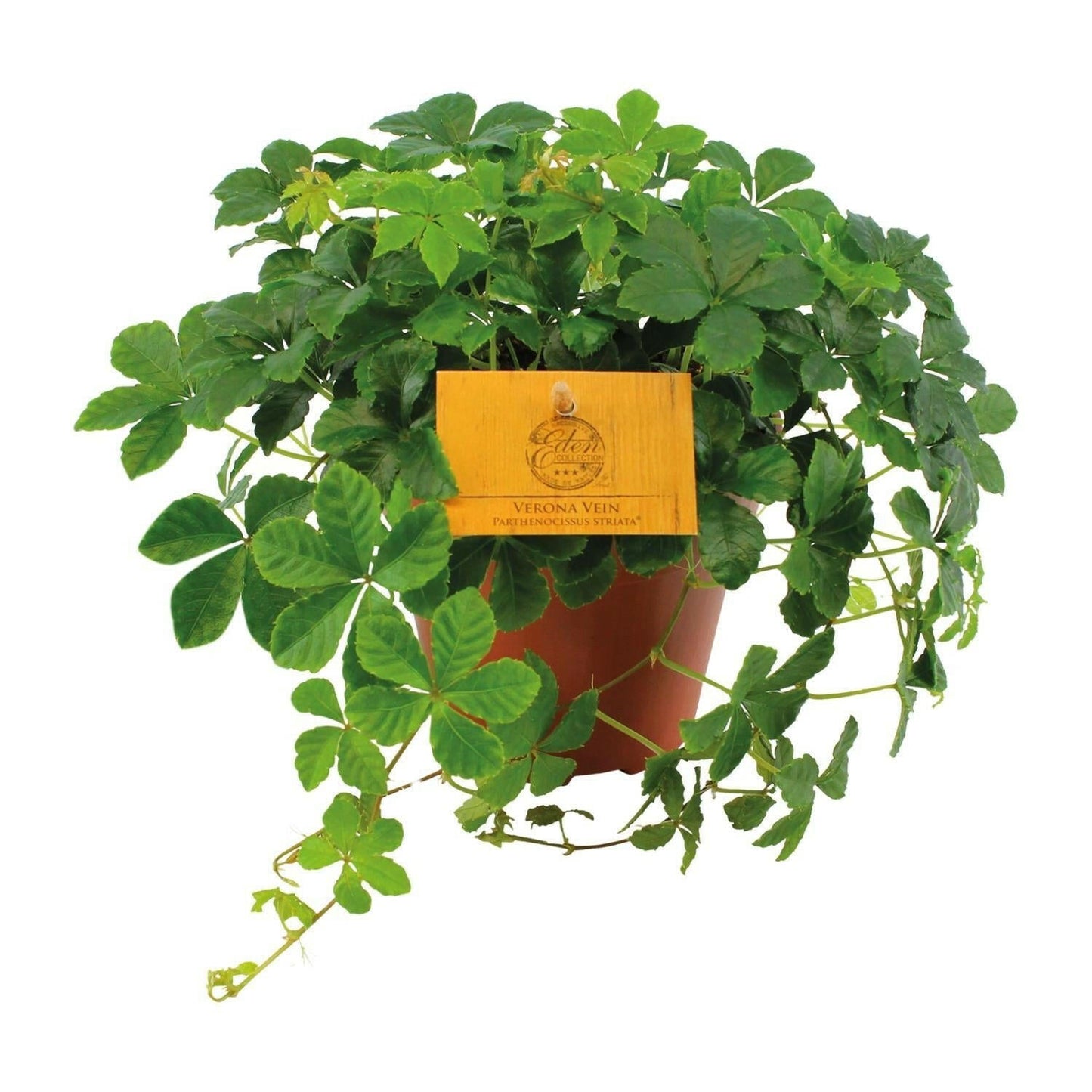 Parthenocissus Striata ↕20cm - Ø12 - Sierplantenshop