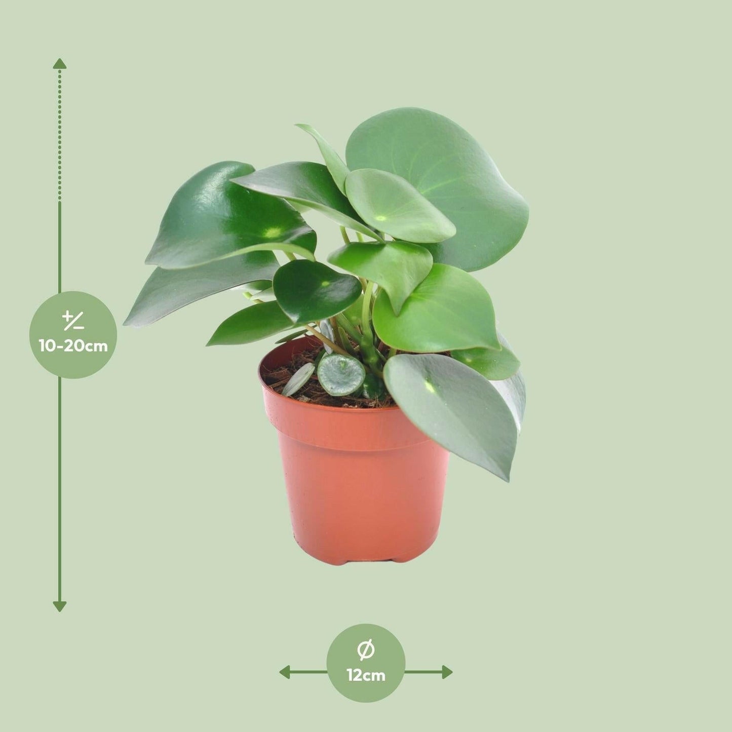 Peperomia Druppelplant - ↕20cm - Ø12 - Sierplantenshop
