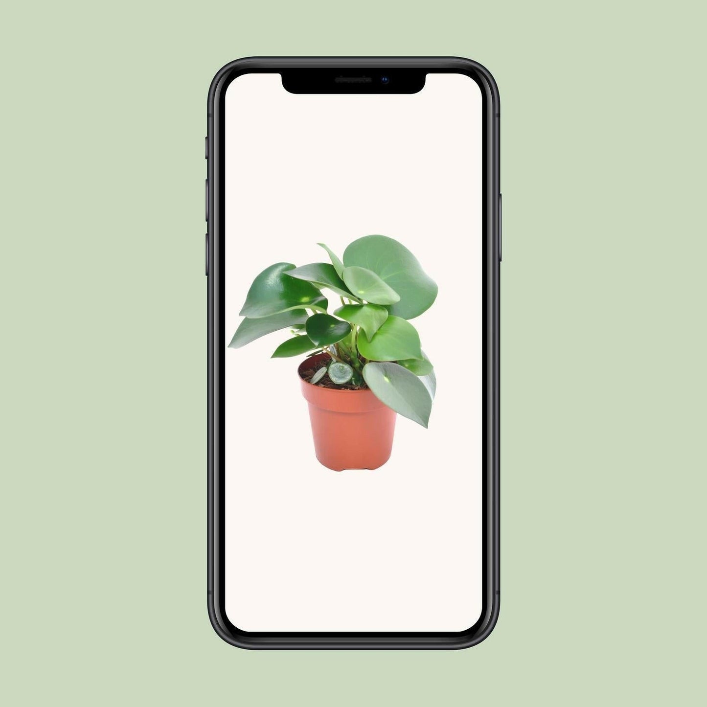 Peperomia Druppelplant - ↕20cm - Ø12 - Sierplantenshop