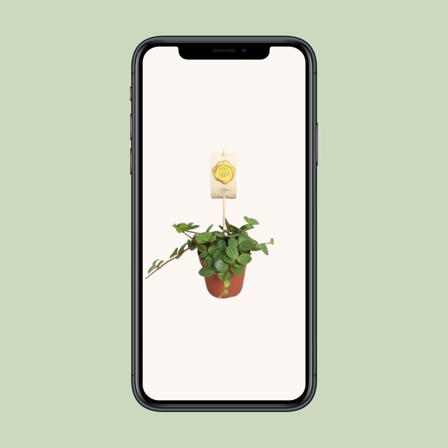 Peperomia Hope - Compacte Sierplant - ↨25cm - Ø12 - Sierplantenshop