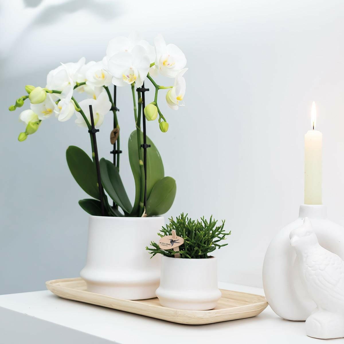 Phalaenopsis Combinatie van 2 Witte Orchideeën - Amabilis - ↕35cm - Ø9 - Sierplantenshop