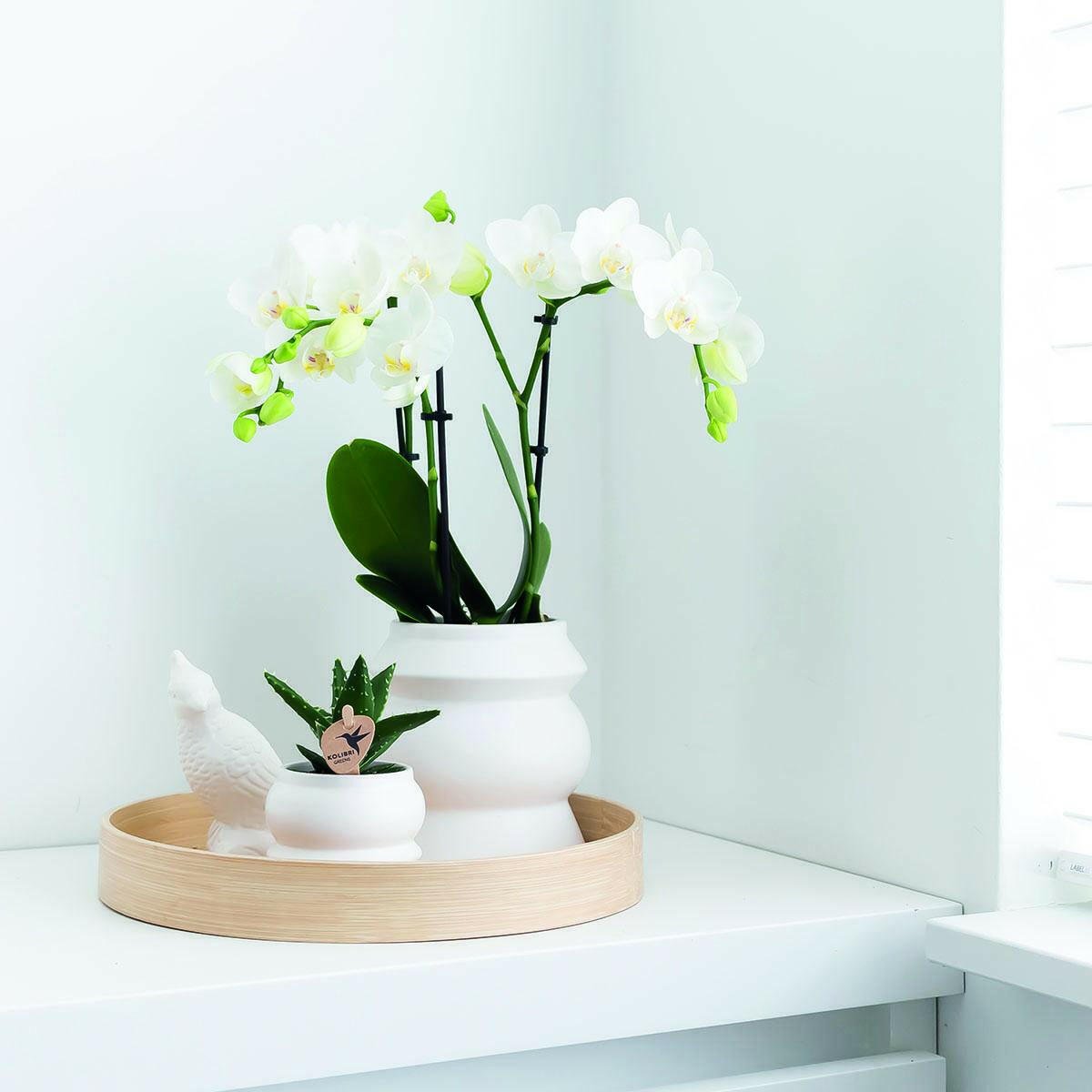 Phalaenopsis Combinatie van 2 Witte Orchideeën - Amabilis - ↕35cm - Ø9 - Sierplantenshop