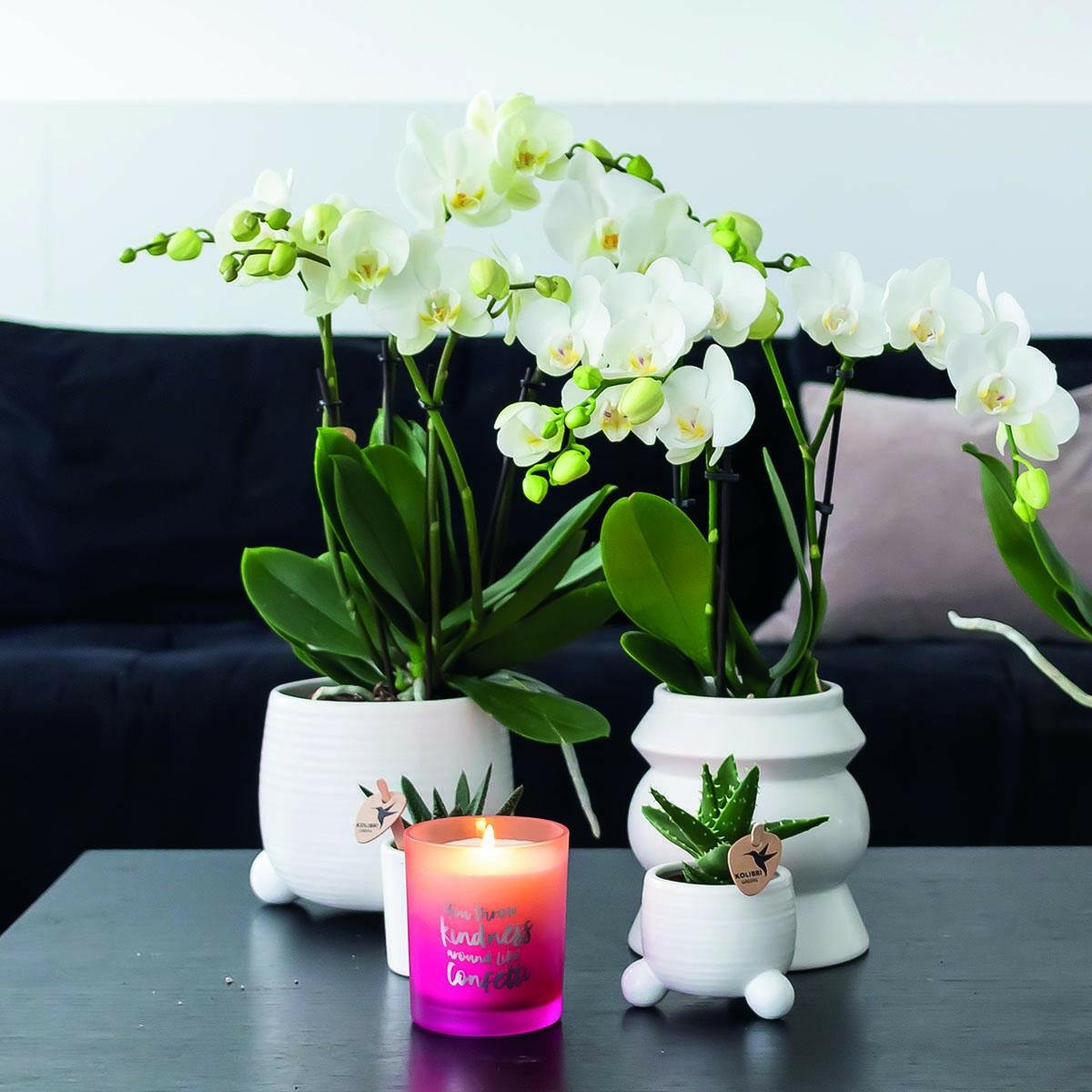 Phalaenopsis Combinatie van 2 Witte Orchideeën - Amabilis - ↕35cm - Ø9 - Sierplantenshop
