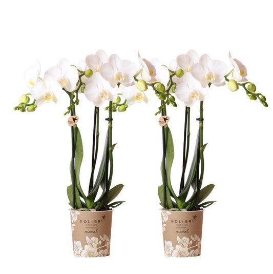 Phalaenopsis Combinatie van 2 Witte Orchideeën - Amabilis - ↕35cm - Ø9 - Sierplantenshop