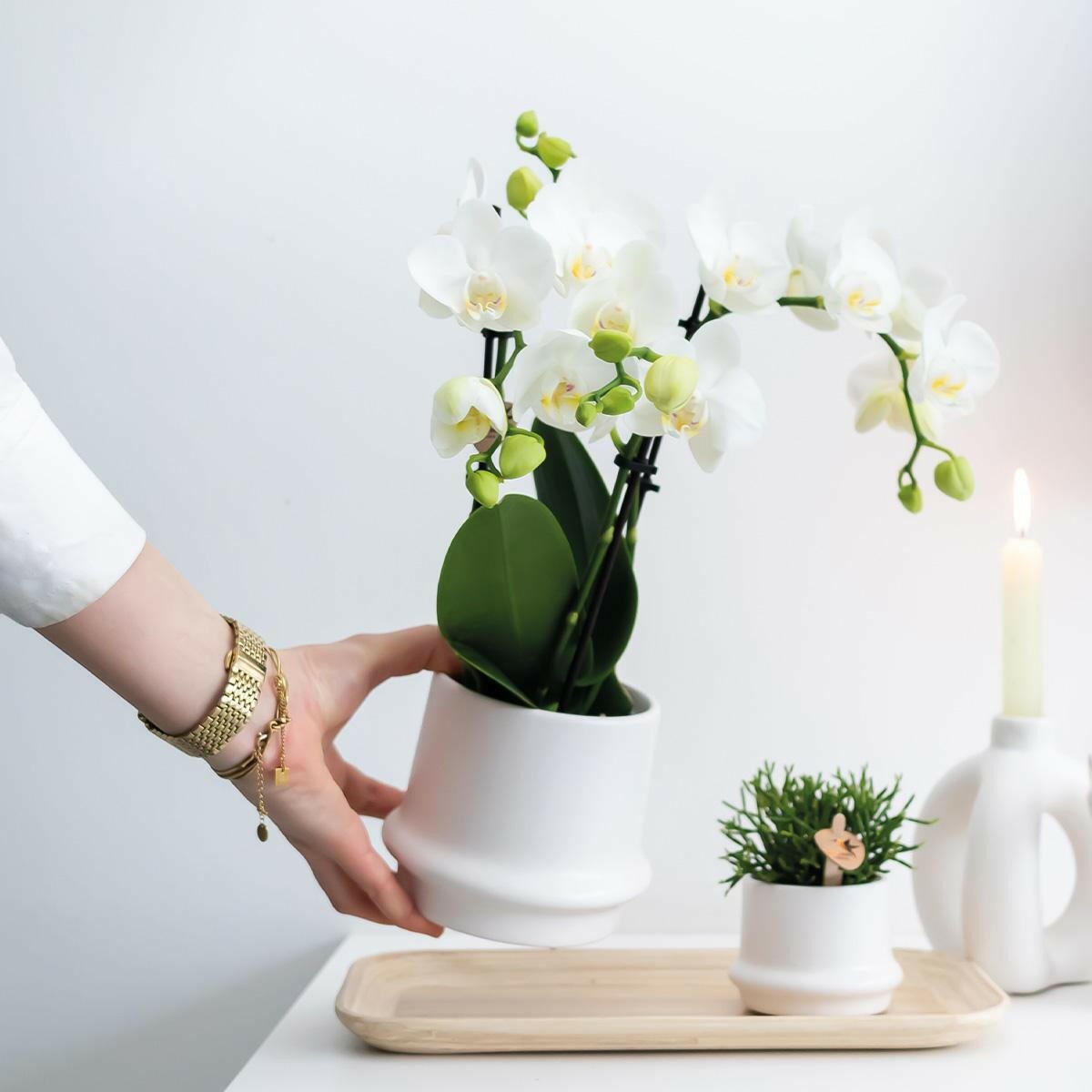 Phalaenopsis Combinatie van 2 Witte Orchideeën - Amabilis - ↕35cm - Ø9 - Sierplantenshop