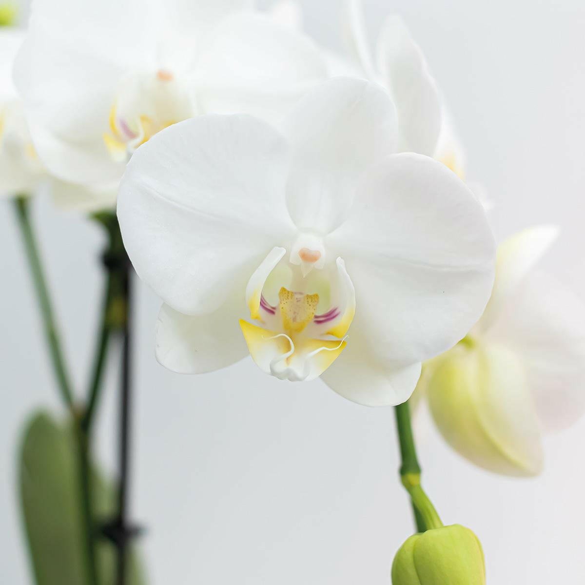 Phalaenopsis Combinatie van 2 Witte Orchideeën - Amabilis - ↕35cm - Ø9 - Sierplantenshop