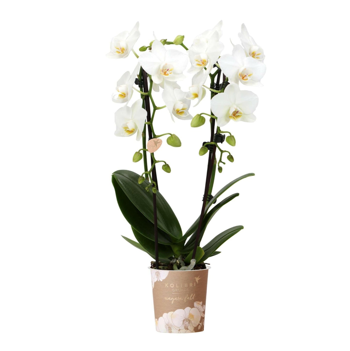 Phalaenopsis Elegante Witte Orchidee - Niagara Fall - ↕35cm - Ø9 - Sierplantenshop