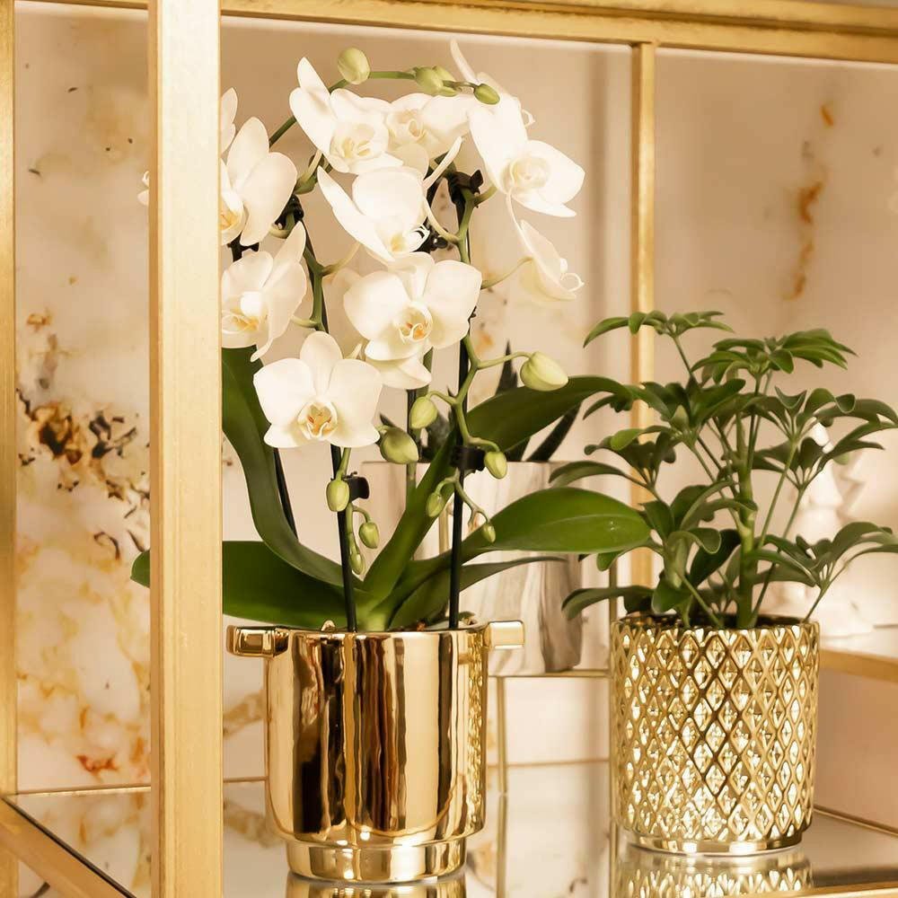 Phalaenopsis Elegante Witte Orchidee - Niagara Fall - ↕35cm - Ø9 - Sierplantenshop