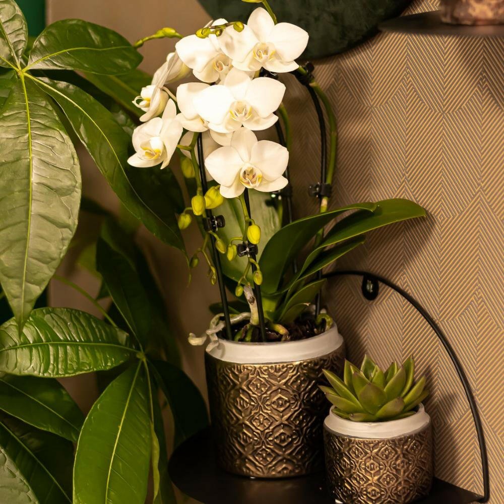 Phalaenopsis Elegante Witte Orchidee - Niagara Fall - ↕35cm - Ø9 - Sierplantenshop