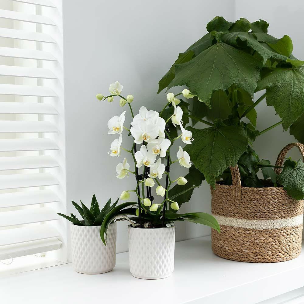 Phalaenopsis Elegante Witte Orchidee - Niagara Fall - ↕35cm - Ø9 - Sierplantenshop
