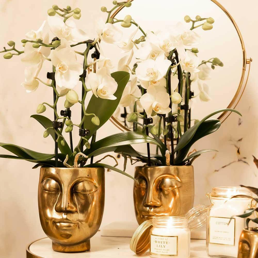 Phalaenopsis Elegante Witte Orchidee - Niagara Fall - ↕35cm - Ø9 - Sierplantenshop