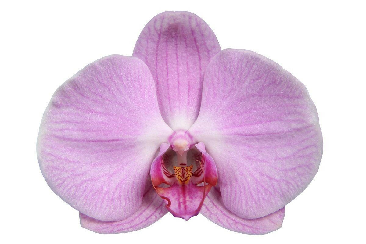 Phalaenopsis Elion Orchidee met 3 Takken - ↕60 cm - Ø12 - Sierplantenshop