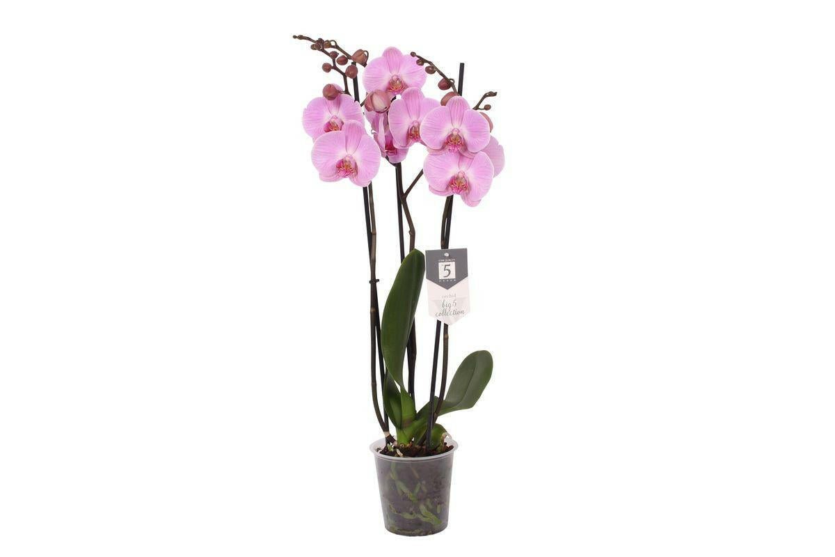 Phalaenopsis Elion Orchidee met 3 Takken - ↕60 cm - Ø12 - Sierplantenshop
