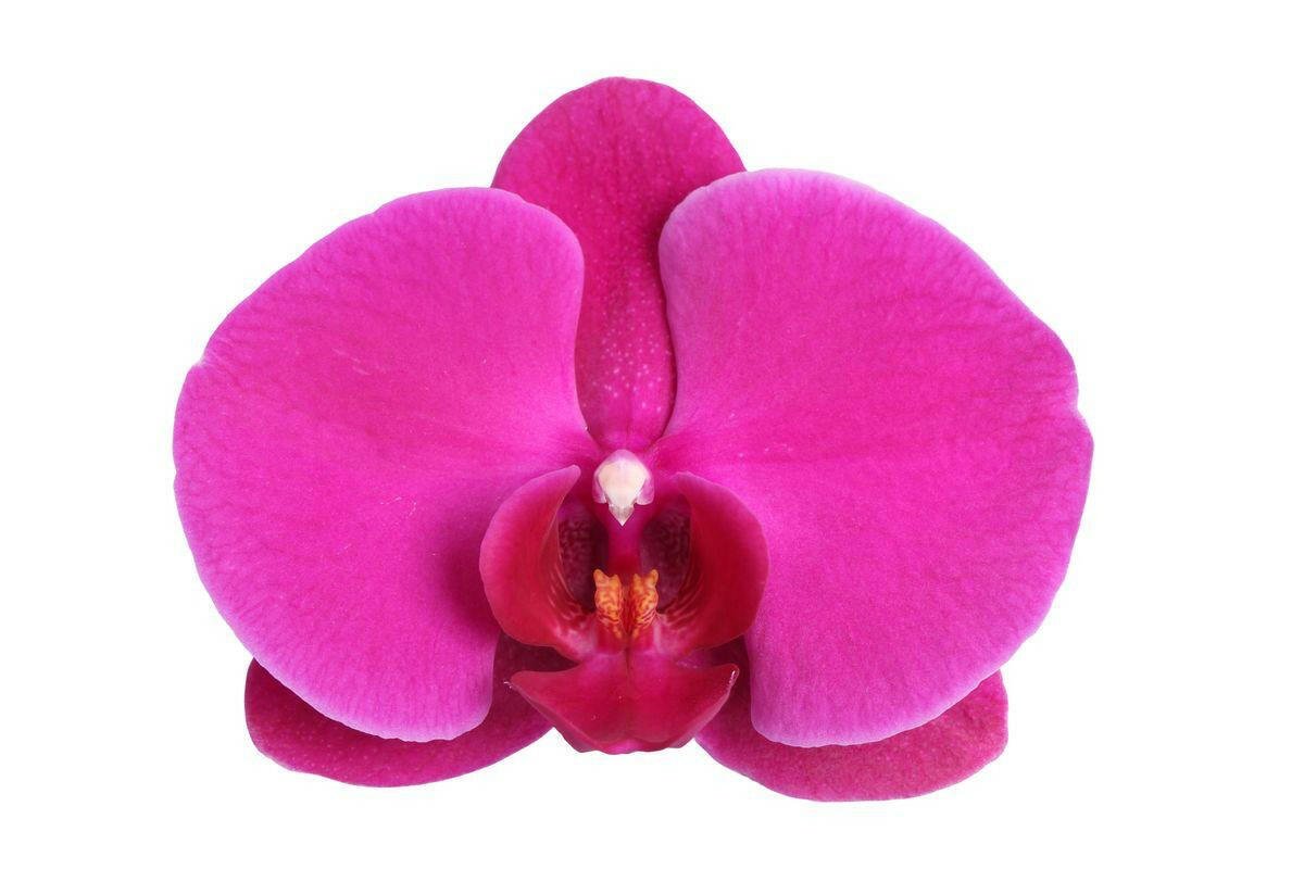 Phalaenopsis Joyride - 3 Takken - ↕60cm - Ø12 - Sierplantenshop