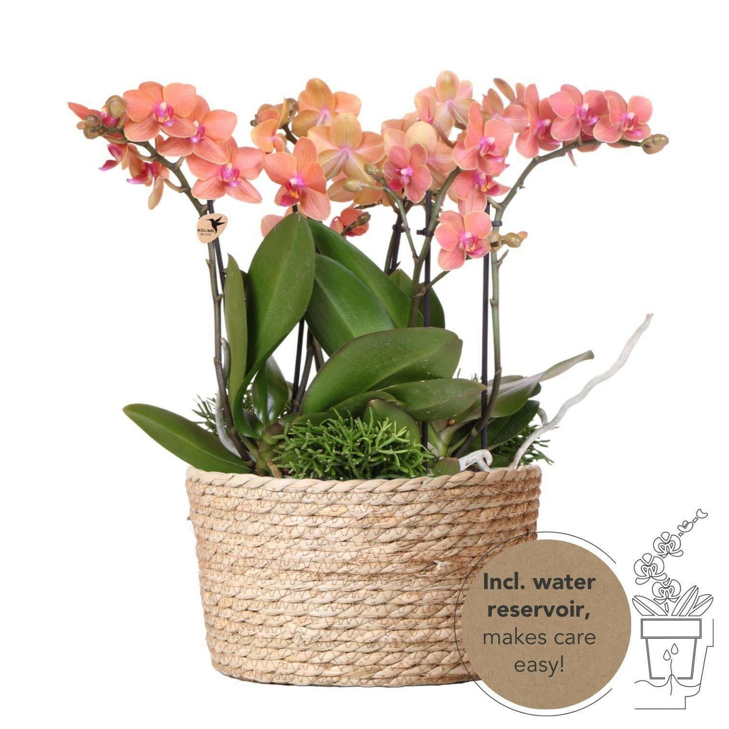 Phalaenopsis Oranje Orchideeën Set in Elegante Reed Basket - ↕35cm - Ø9 - Sierplantenshop