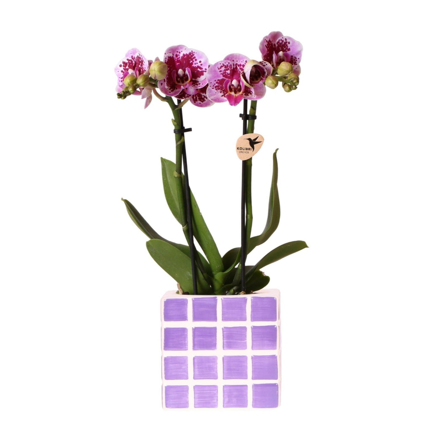 Phalaenopsis Paarse Orchidee in Lila Mosa Pot - ↕35cm - Ø9 - Sierplantenshop