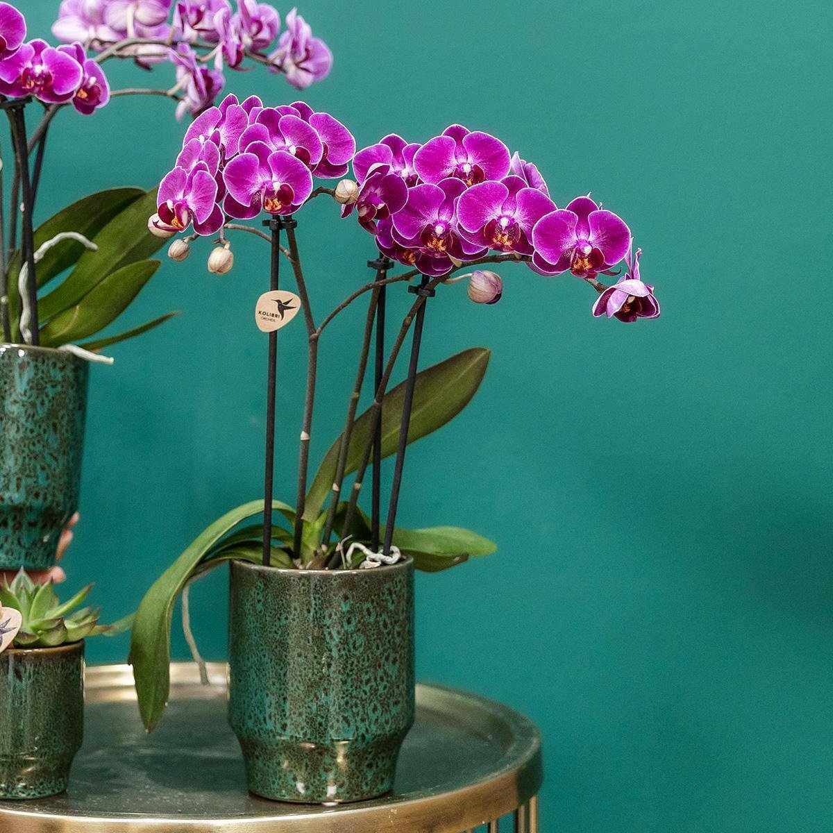 Phalaenopsis Paarse Orchidee Morelia - ↕35cm - Ø9 - Sierplantenshop