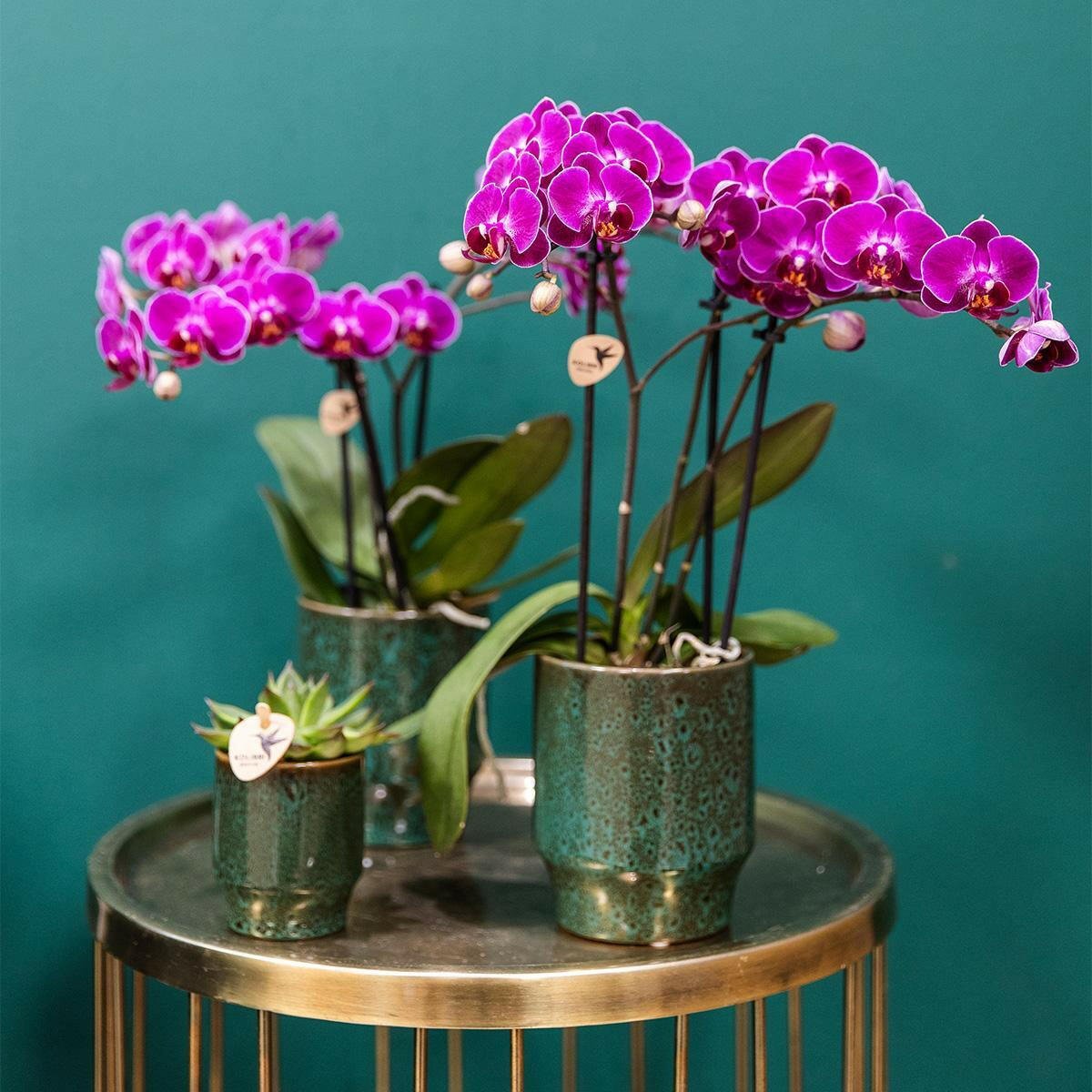 Phalaenopsis Paarse Orchidee Morelia - ↕35cm - Ø9 - Sierplantenshop