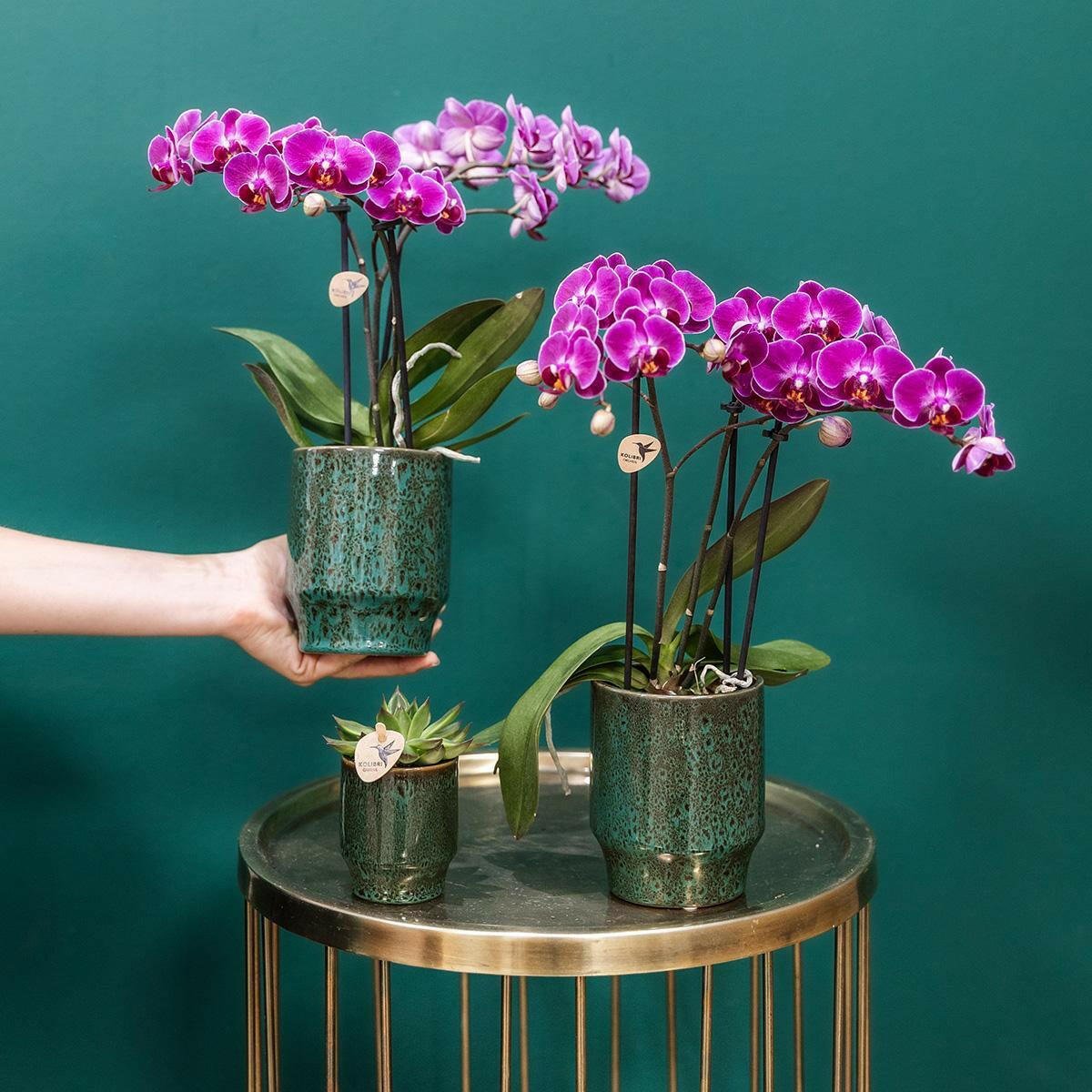 Phalaenopsis Paarse Orchidee Morelia - ↕35cm - Ø9 - Sierplantenshop