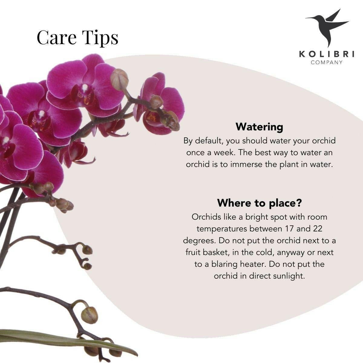 Phalaenopsis Paarse Orchidee Morelia - ↕35cm - Ø9 - Sierplantenshop