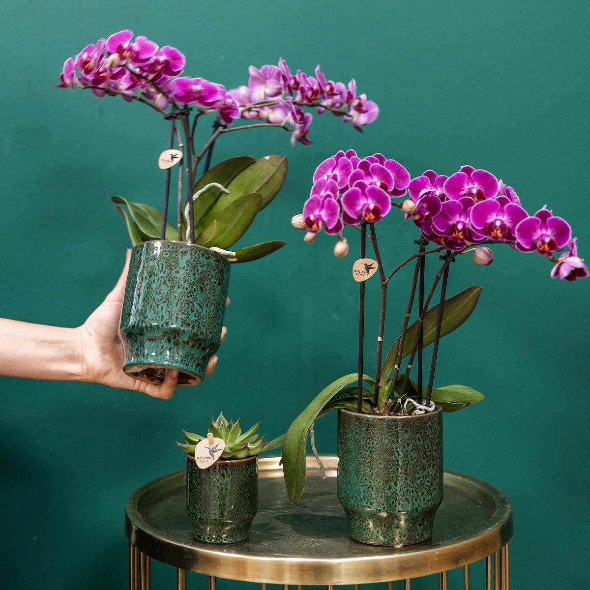 Phalaenopsis Paarse Orchidee Morelia - ↕35cm - Ø9 - Sierplantenshop