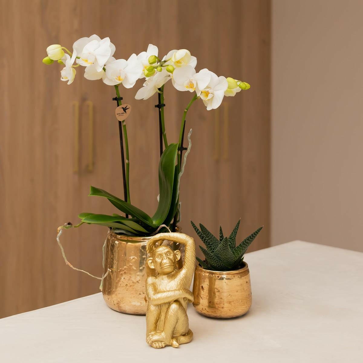 Phalaenopsis Prachtige Witte Orchidee - Amabilis - ↕35cm - Ø9 - Sierplantenshop