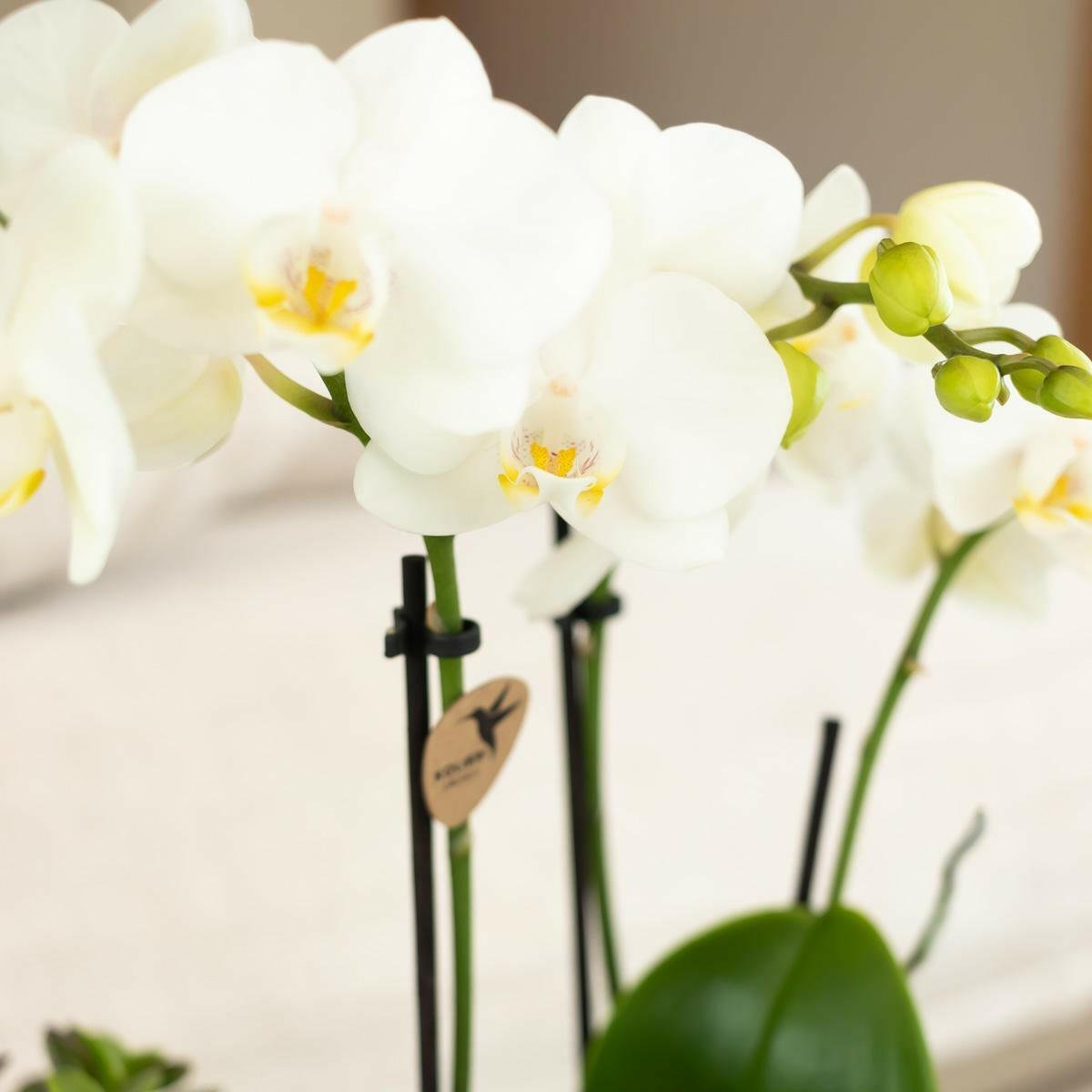 Phalaenopsis Prachtige Witte Orchidee - Amabilis - ↕35cm - Ø9 - Sierplantenshop