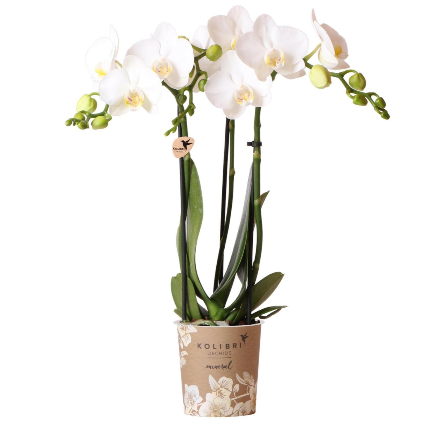 Phalaenopsis Prachtige Witte Orchidee - Amabilis - ↕35cm - Ø9 - Sierplantenshop