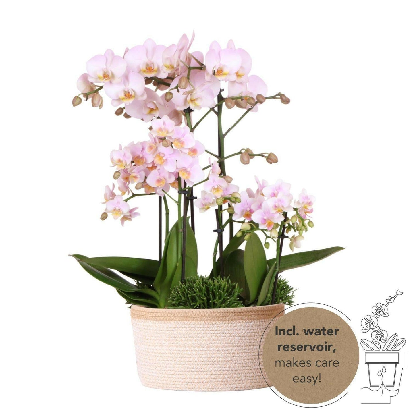 Phalaenopsis Roze Orchidee Set met Cotton Basket Inclusief Drie Orchideeën en Drie Rhipsalis Planten - ↕35cm - Ø9 - Sierplantenshop